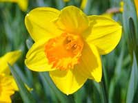 Daffodil - March Flower