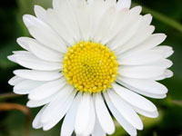 Daisy - April Flower