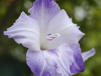 Gladiolus - August Flower