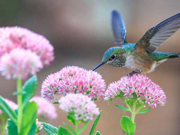 Hummingbird taking pollen from pink Spring flowers.