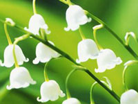 Lily of the Valley - May Flower