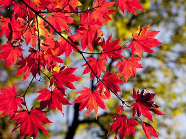 Maple leaves in fall showing their red color.