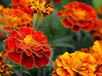 Marigold - October Flower