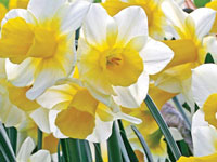 Narcissus - December Flower
