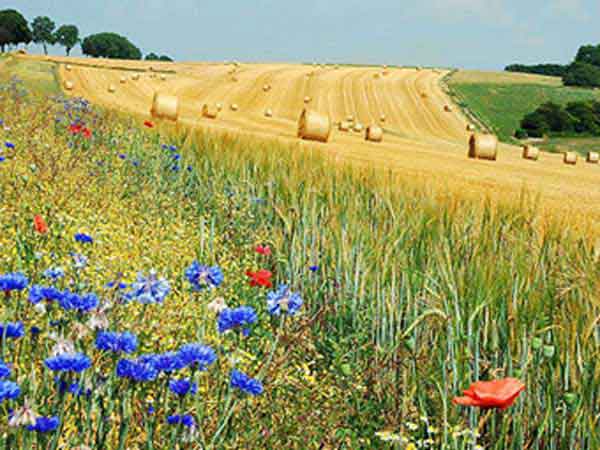 Blue cornflower and red corn poppy in Belgium fields.